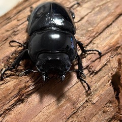 タランドゥスオオツヤクワガタ新成虫ペアの画像