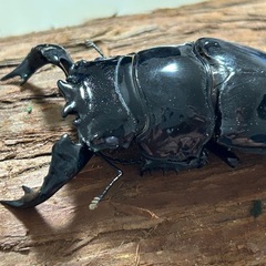 タランドゥスオオツヤクワガタ新成虫ペアの画像
