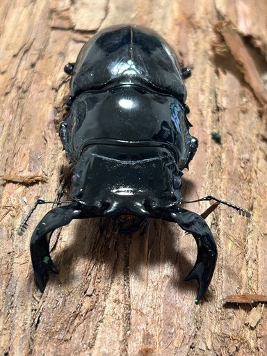 タランドゥスオオツヤクワガタ新成虫ペア