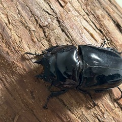 タランドゥスオオツヤクワガタ新成虫ペアの画像