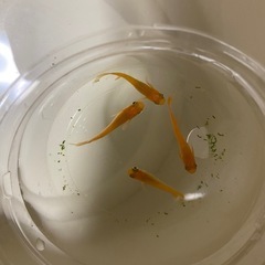 メダカ無人販売
の画像