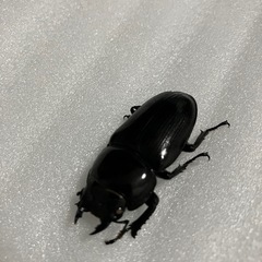 残り1ペア　国産オオクワガタ　ホワイトアイ成虫ペアの画像