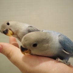 ベタ慣れすぎるコザクラ　オパーリン
