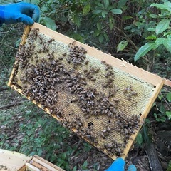 養蜂を始めたい農家さん、家庭菜園🐝の画像