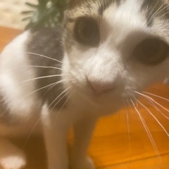 美人猫ちゃん