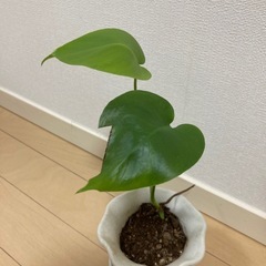 モンステラトップカット葉が二枚の画像