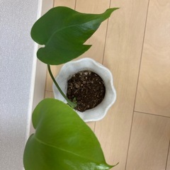モンステラトップカット葉が二枚の画像