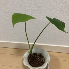 モンステラトップカット葉が二枚の画像