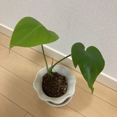 モンステラトップカット葉が二枚の画像