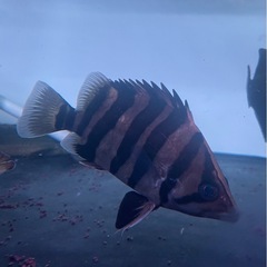 ダトニオ　パーフェクトバンド　熱帯魚　大型魚　水槽
の画像