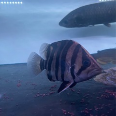 ダトニオ　パーフェクトバンド　熱帯魚　大型魚　水槽
の画像