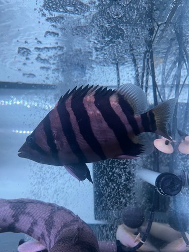 ダトニオ　パーフェクトバンド　熱帯魚　大型魚　水槽