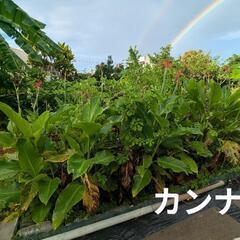 カンナ２鉢の画像