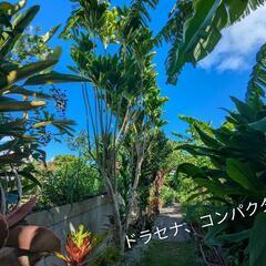 ドラセナ  コンパクター１鉢の画像