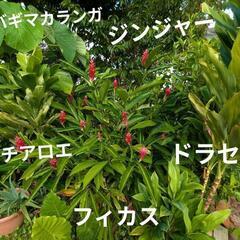 ドラセナ  コンパクター１鉢の画像