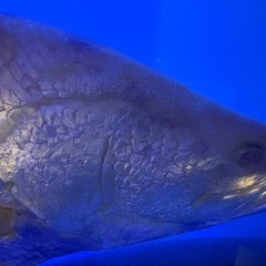 アルビノバラマン　熱帯魚　古代魚の画像