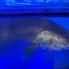 アルビノバラマン　熱帯魚　古代魚の画像
