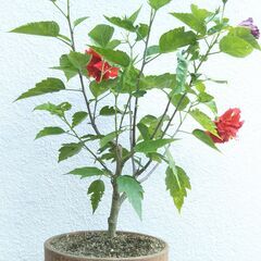 盆栽素材ハイビスカスの画像