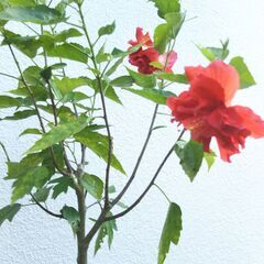 盆栽素材ハイビスカスの画像