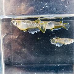 🌟土日メダカ販売🌟の画像