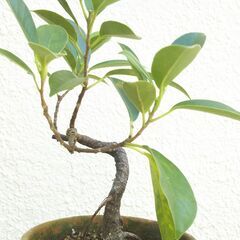 盆栽素材ガジュマルの画像
