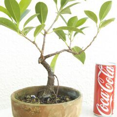 盆栽素材ガジュマルの画像