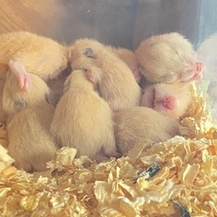 キンクマハムスターの里親探してます。