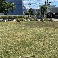 藤沢駅近くでモルック