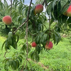 桃の王様❗️川中島白桃🍑数量限定の画像