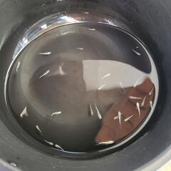 売切り めだか 飛輪(ヒリン) 稚魚30匹 ￥2000の画像