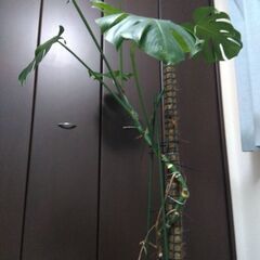 モンステラ　気根がワイルドの画像