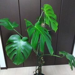 モンステラ　気根がワイルドの画像