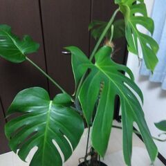 モンステラ　気根がワイルドの画像