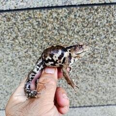 お手頃サイズのヒキガエル!本州発送可能ですの画像