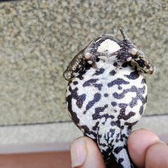 お手頃サイズのヒキガエル!本州発送可能ですの画像