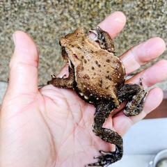お手頃サイズのヒキガエル!本州発送可能ですの画像