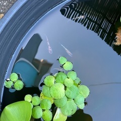 菊銀紅玉　ペア　合計4匹の画像