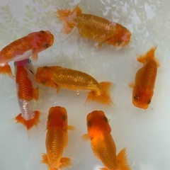 金魚(らんちゅう)の画像