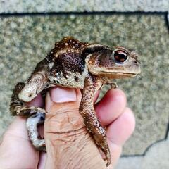 Mサイズのヒキガエル！本州発送可能ですの画像
