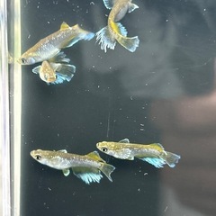 フロマージュ５ペアの画像