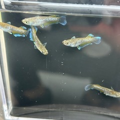 フロマージュ５ペアの画像