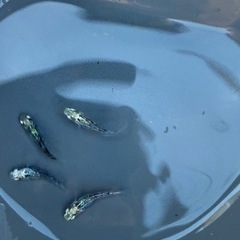 黒衣　種親候補　2ペア　めだかの画像