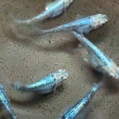 黒衣　種親候補　2ペア　めだかの画像