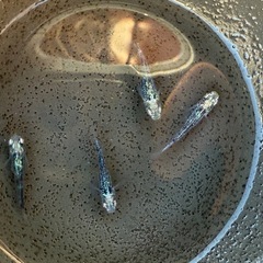 黒衣　種親候補　2ペア　めだかの画像