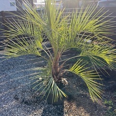 ココスヤシ　植木　ガーデニング　の画像