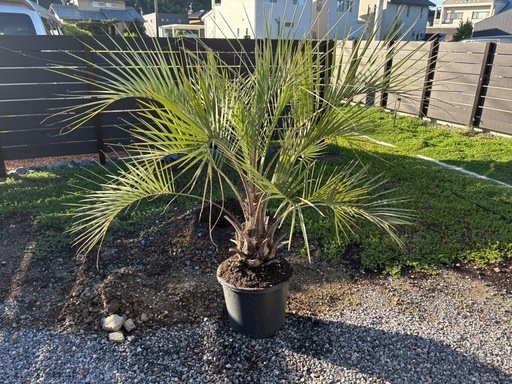 ココスヤシ　植木　ガーデニング　