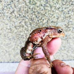 少し赤っぽいヒキガエル！本州可能ですの画像