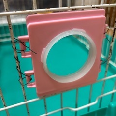 うさぎケージの画像