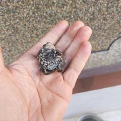 小さいヒキガエル！本州発送可能ですの画像