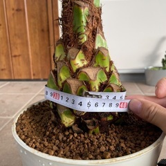  【極太】フェニックス・ロベレニー  葉先100cm 美株の画像